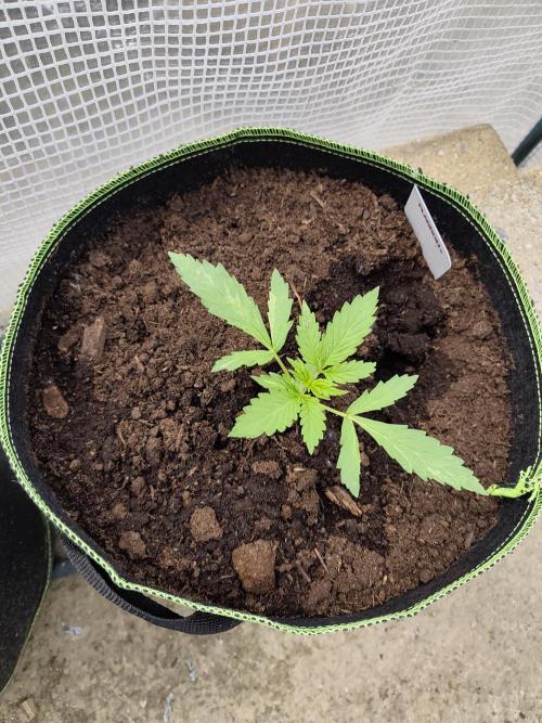 zamnesia amnesia Haze auto 3x. Week 2