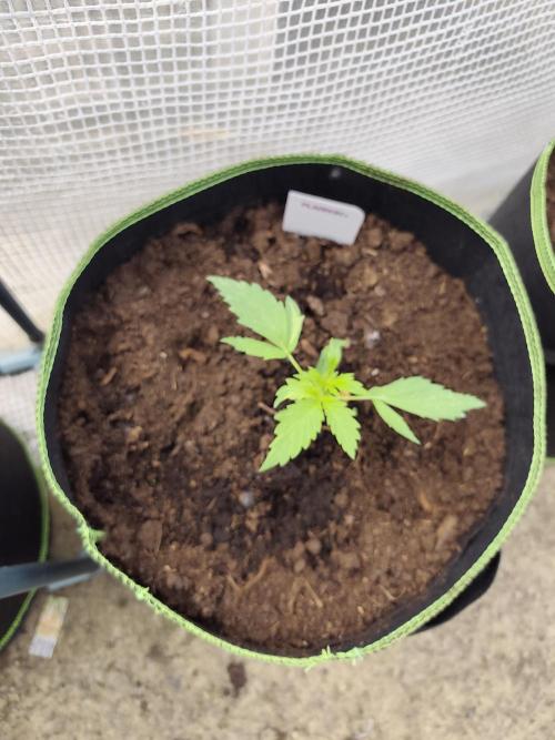 zamnesia amnesia Haze auto 3x. Week 2