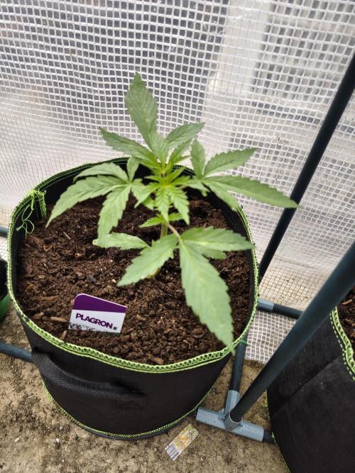 zamnesia amnesia Haze auto 3x. Week 2