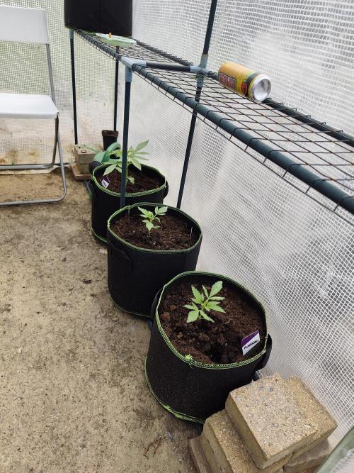 Amnesia Haze Automatic. Week 2