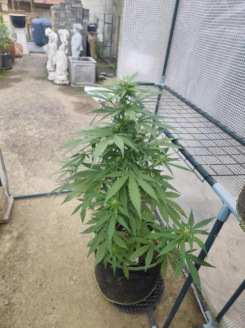 zamnesia amnesia Haze auto 3x. Week 6