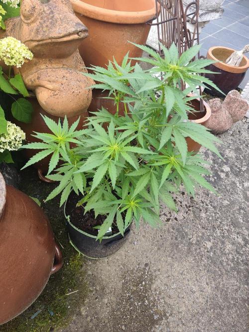 zamnesia amnesia Haze auto 3x. Week 6