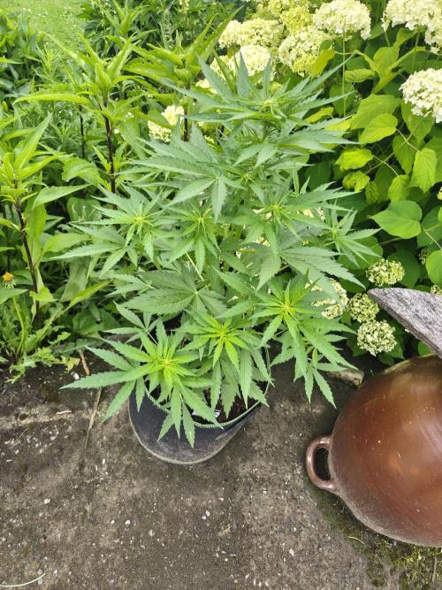 zamnesia amnesia Haze auto 3x. Week 6