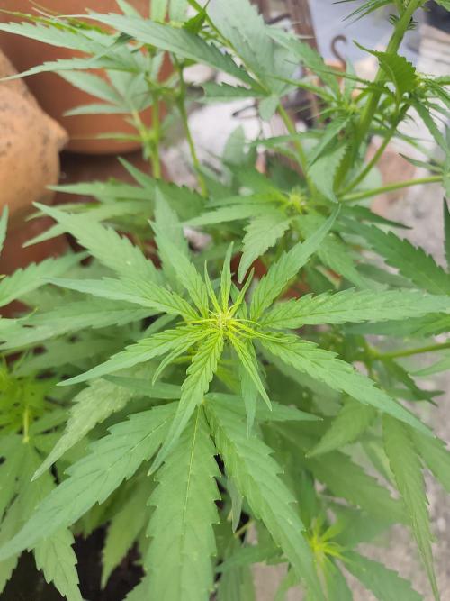 zamnesia amnesia Haze auto 3x. Week 6