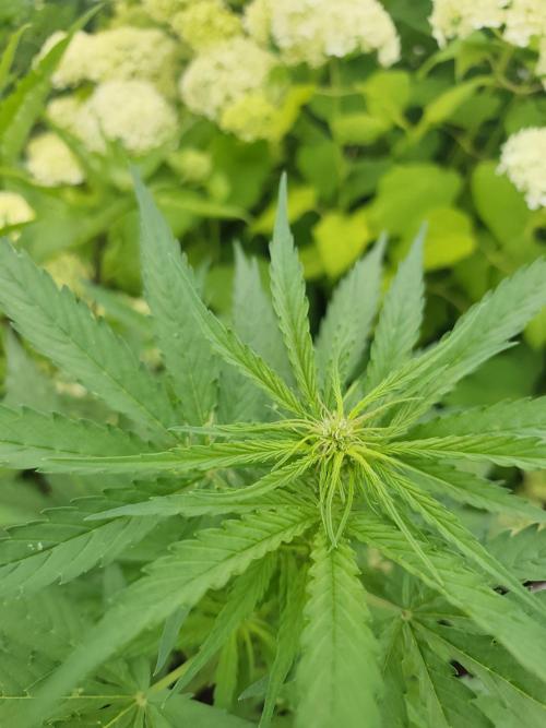 zamnesia amnesia Haze auto 3x. Week 6