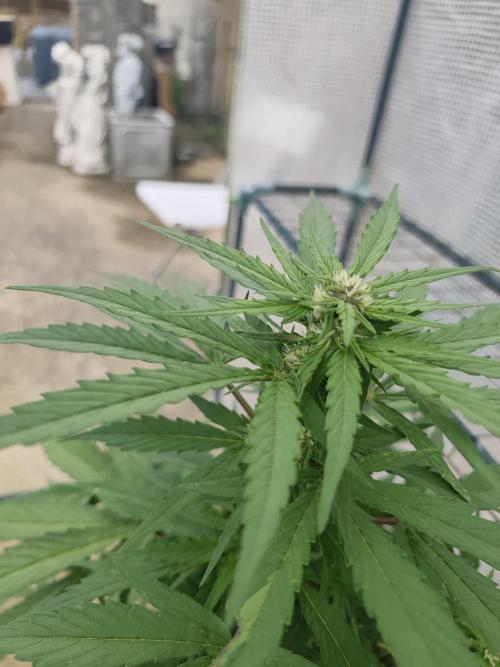 Amnesia Haze Automatic. Week 6
