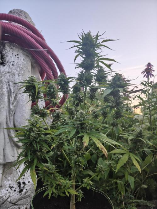 zamnesia amnesia Haze auto 3x. Week 10