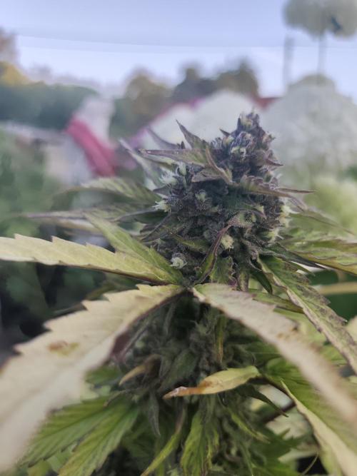 zamnesia amnesia Haze auto 3x. Week 10