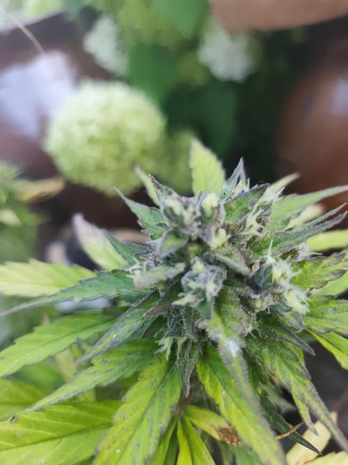 zamnesia amnesia Haze auto 3x. Week 10
