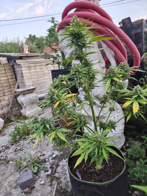 zamnesia amnesia Haze auto 3x. Week 10