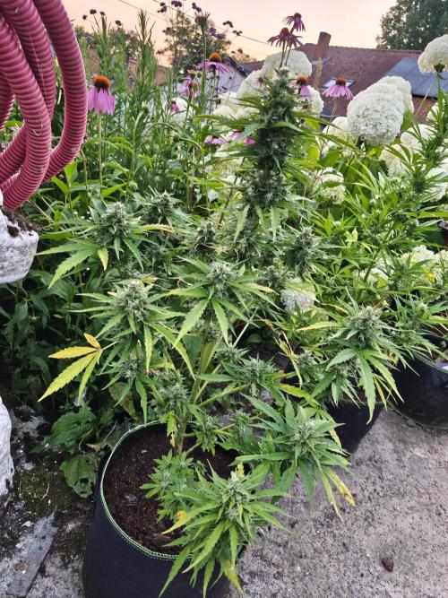zamnesia amnesia Haze auto 3x. Week 10