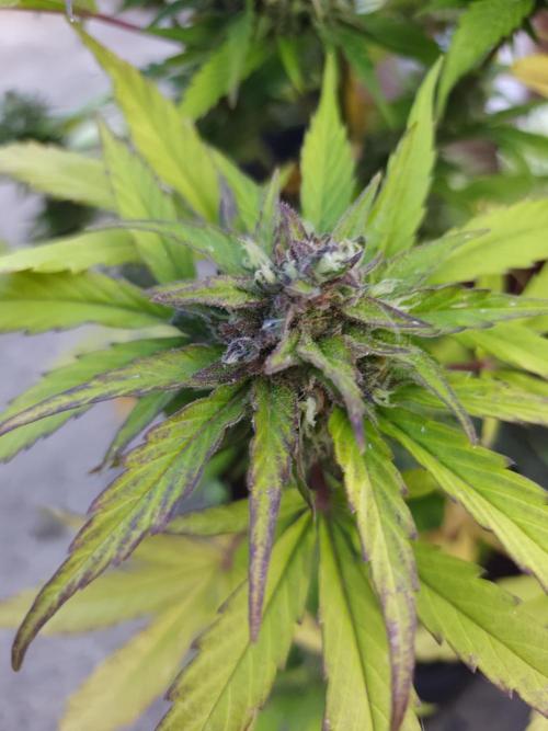 zamnesia amnesia Haze auto 3x. Week 10