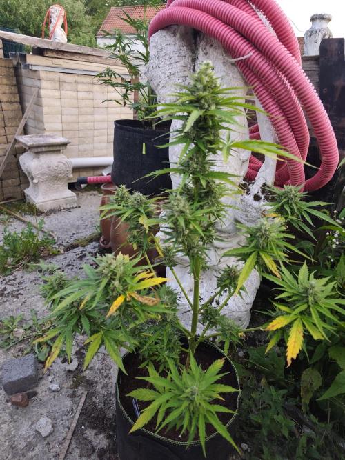 zamnesia amnesia Haze auto 3x. Week 10