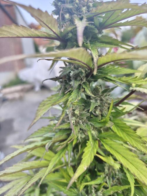 zamnesia amnesia Haze auto 3x. Week 10