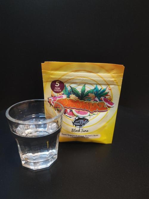 AC Infinity 3x3 grow. Week 0 - Toronjaz germination