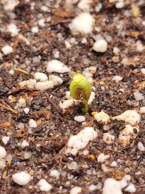 AC Infinity 3x3 grow. Week 0 - Toronjaz 