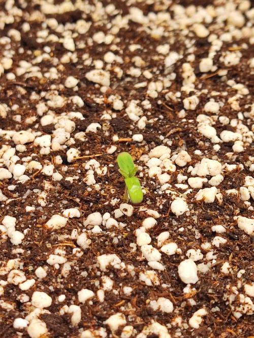 AC Infinity 3x3 grow. Week 0 - Toronjaz 