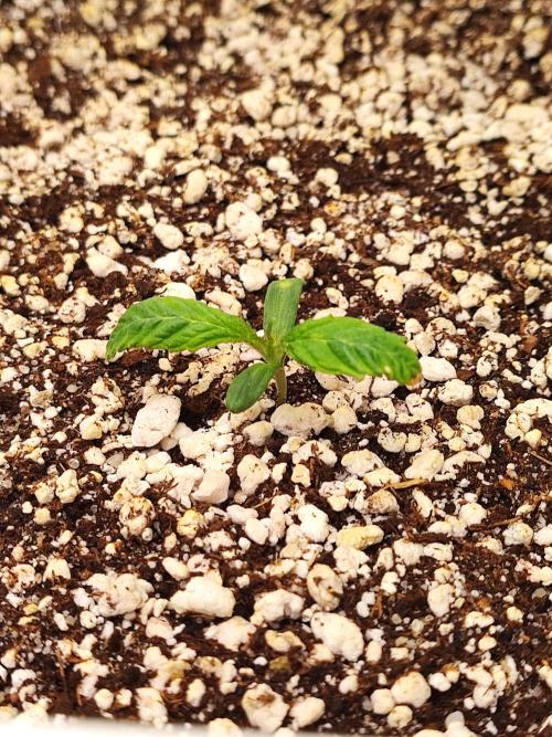 AC Infinity 3x3 grow. Week 0 - Uvaz