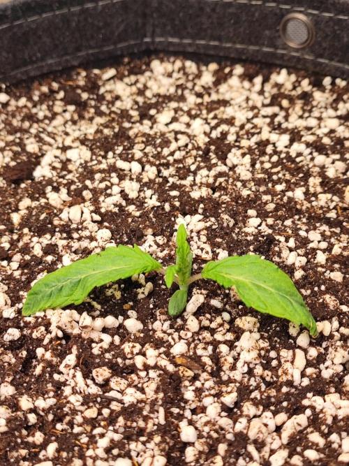 AC Infinity 3x3 grow. Week 0 - Uvaz