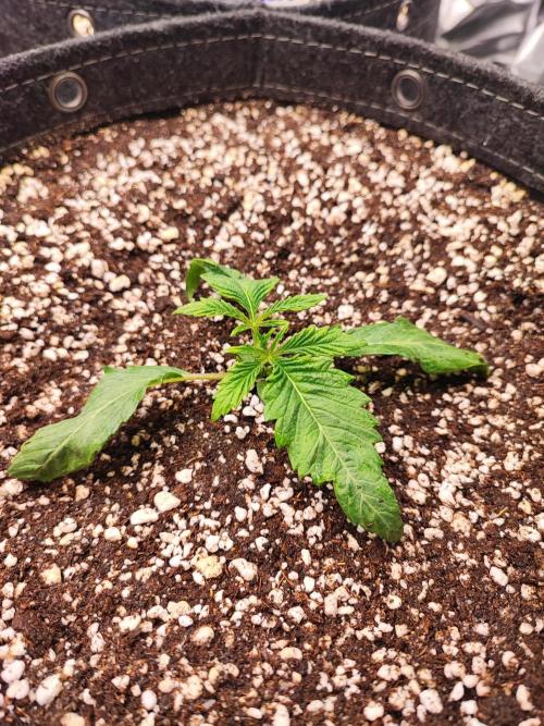 AC Infinity 3x3 grow. Week 0 - Uvaz