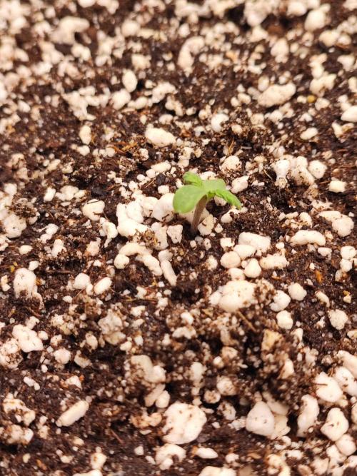 AC Infinity 3x3 grow. Week 0 - King´s Juice