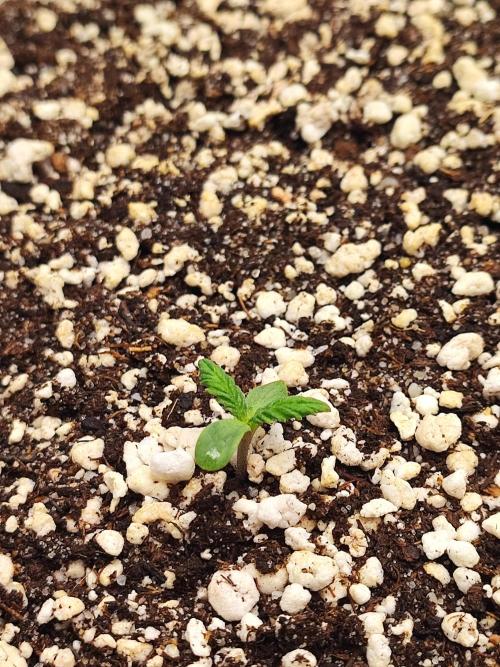 AC Infinity 3x3 grow. Week 0 - King´s Juice