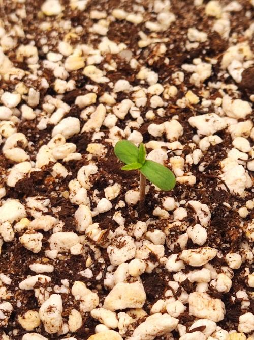 AC Infinity 3x3 grow. Week 0 - Rainbow Melon