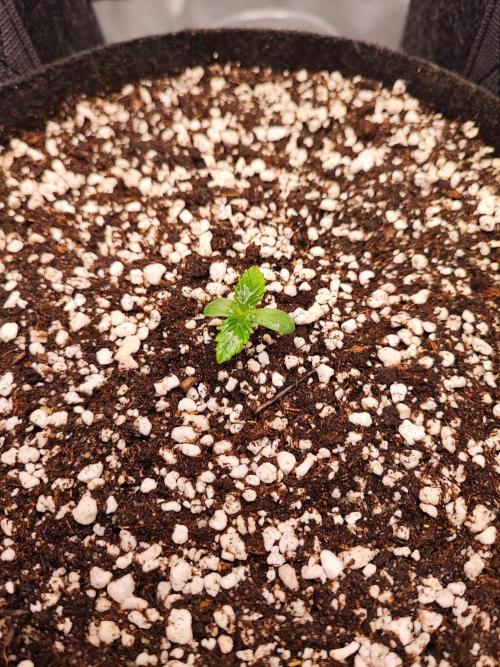 AC Infinity 3x3 grow. Week 0 - Rainbow Melon
