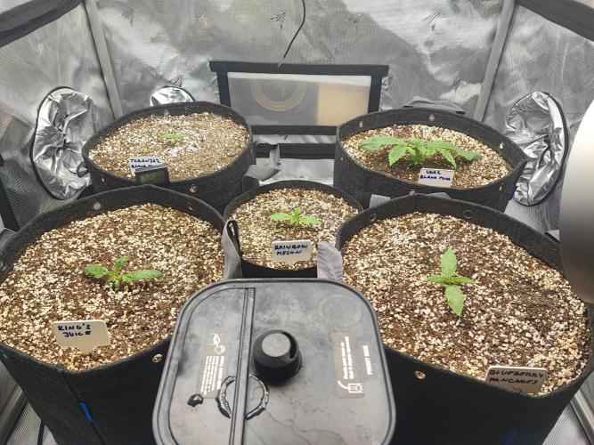 AC Infinity 3x3 grow. Week 1 - DAY 1 
23.2.