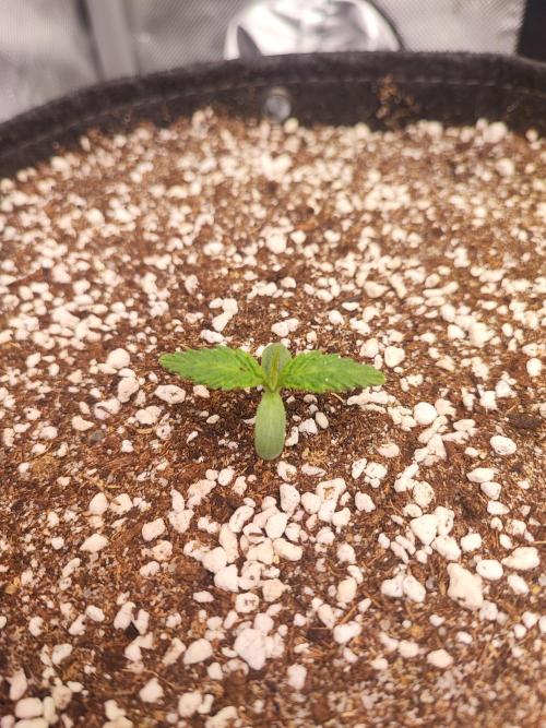 AC Infinity 3x3 grow. Week 1 - Toronjaz
DAY 1