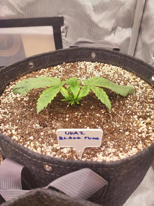 AC Infinity 3x3 grow. Week 1 - Uvaz
DAY 1