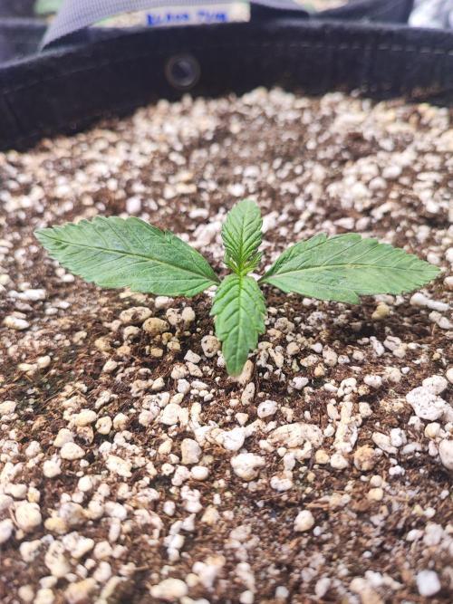 AC Infinity 3x3 grow. Week 1 - Blueberry Pancakes
DAY 1