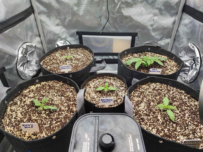 AC Infinity 3x3 grow. Week 1 - DAY 2
24.2.