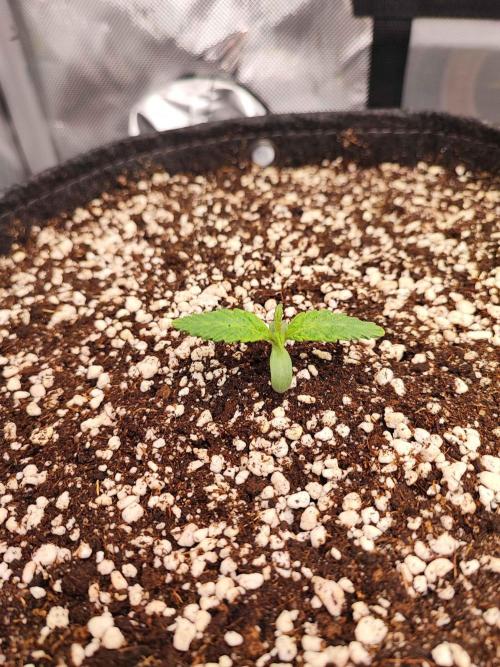 AC Infinity 3x3 grow. Week 1 - Toronjaz 
DAY 2