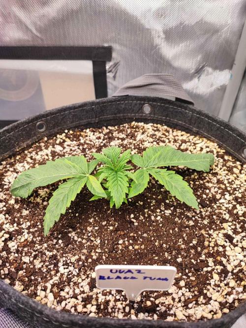 AC Infinity 3x3 grow. Week 1 - Uvaz 
DAY 2