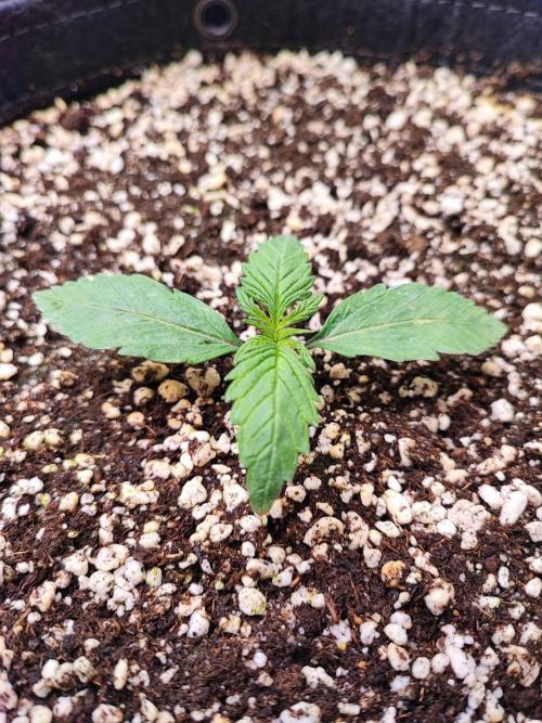 AC Infinity 3x3 grow. Week 1 - Blueberry Pancakes
DAY 2