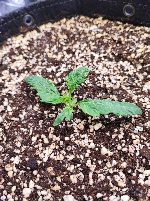 AC Infinity 3x3 grow. Week 1 - King´s Juice 
DAY 2 