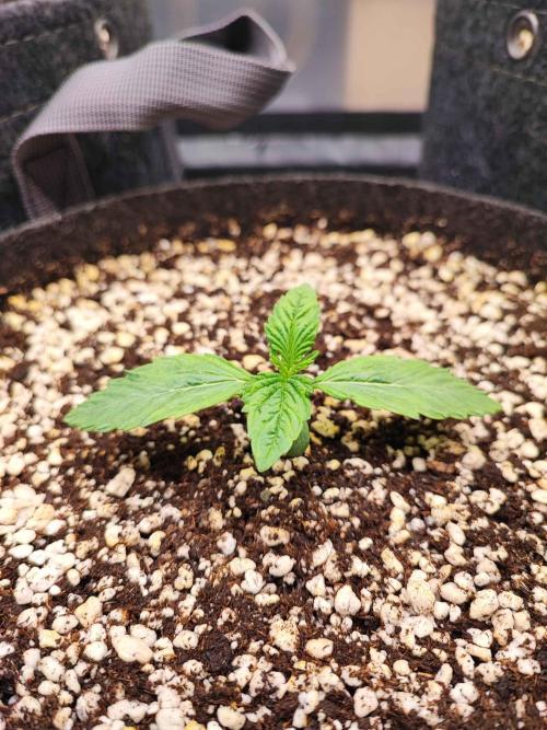 AC Infinity 3x3 grow. Week 1 - Rainbow Melon 
DAY 2