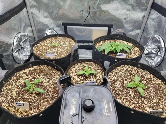 AC Infinity 3x3 grow. Week 1 - DAY 3 
25.2. 2026
