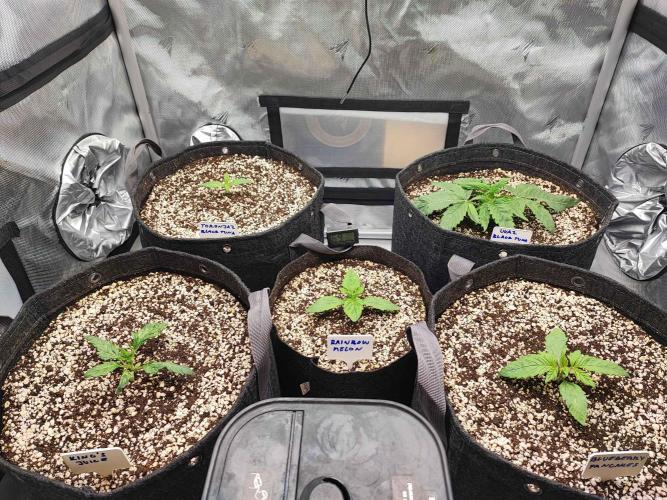 AC Infinity 3x3 grow. Week 1 - DAY 4
26.2. 2026