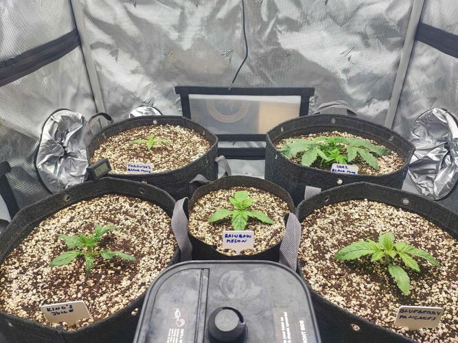 AC Infinity 3x3 grow. Week 1 - DAY 5 
27.2. 2026