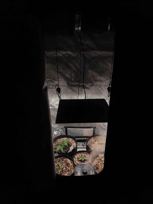 AC Infinity 3x3 grow. Week 0 - I love the big window