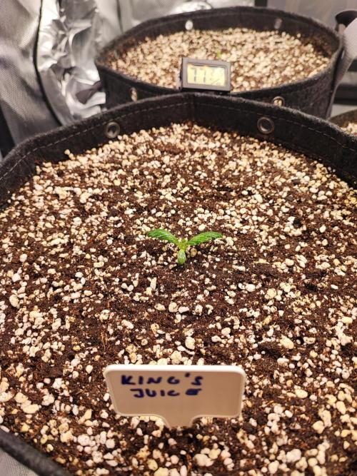 RickC420