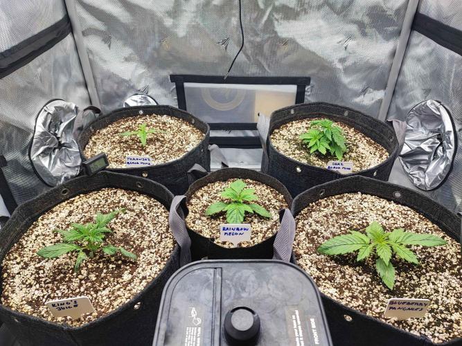 AC Infinity 3x3 grow. Week 1 - DAY 6
28.2. 2026