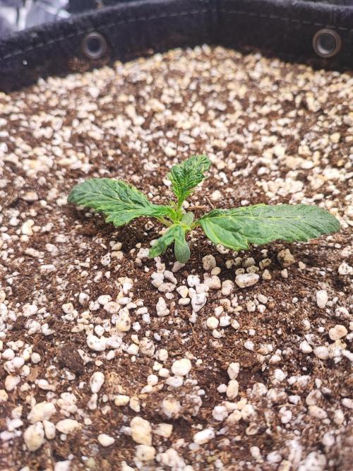 AC Infinity 3x3 grow. Week 1 - King´s Juice 
DAY 1