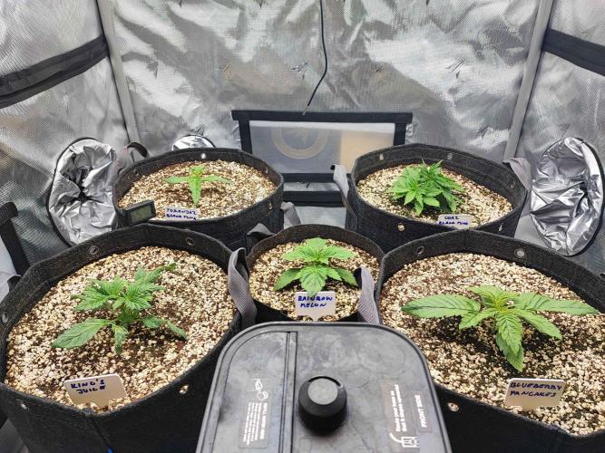 AC Infinity 3x3 grow. Week 1 - DAY 7 
1.3. 2026