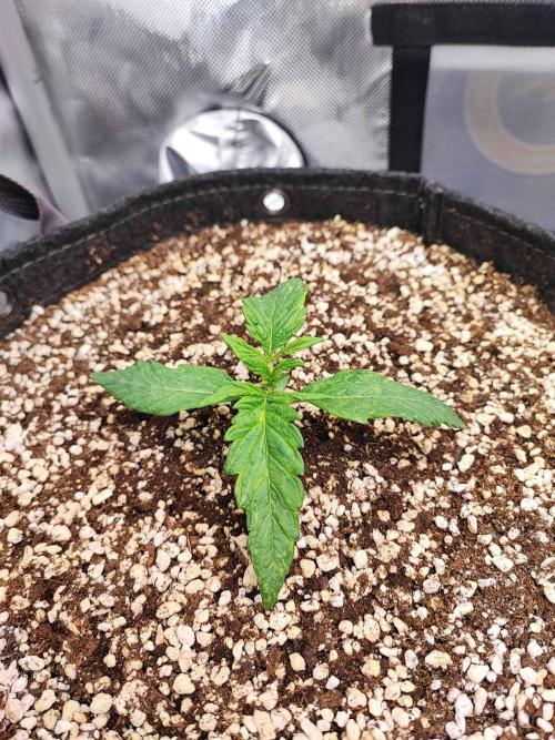 AC Infinity 3x3 grow. Week 1 - Toronjaz 
DAY 7 