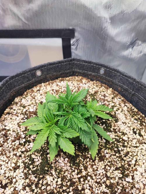 AC Infinity 3x3 grow. Week 1 - Uvaz 
DAY 7