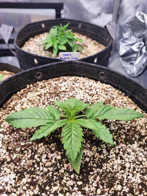 AC Infinity 3x3 grow. Week 1 - Blueberry Pancakes 
DAY 7