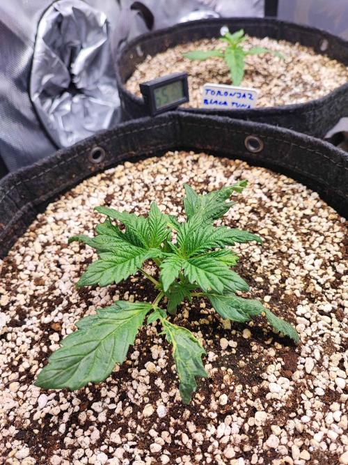 AC Infinity 3x3 grow. Week 1 - King´s Juice 
DAY 7